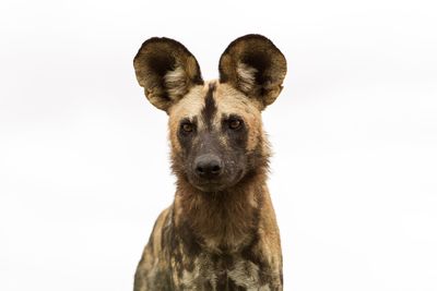Portrait of dog against white background