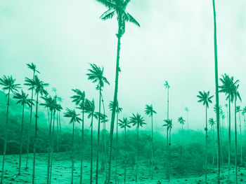 Palm trees on field against sky