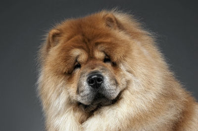 Close-up of dog against black background