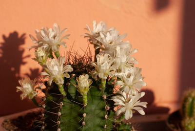 Close-up of white flowering plant