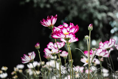 Close-up of pink flowering plants