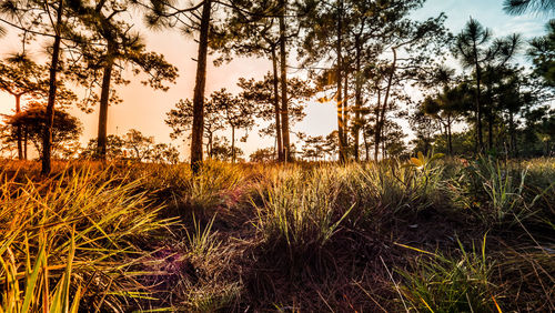 Plants on field against sky during sunset