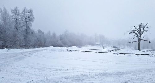 Snow covered plants by trees against sky