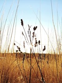 Low angle view of plants growing on field