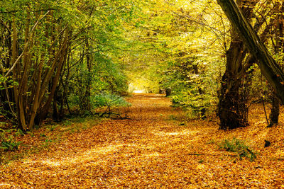 Trees in forest