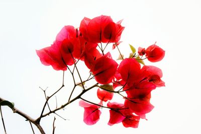 Close-up of pink roses