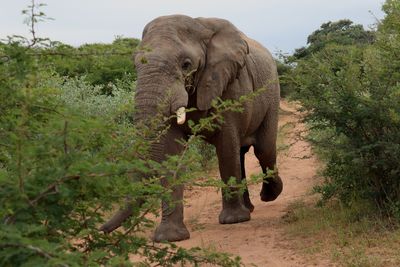 Elephant walking in a forest