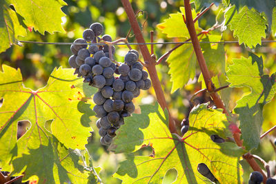 Close-up of grapes growing in vineyard