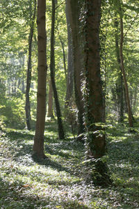 Trees in forest