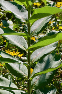 Close-up of green plant