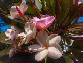 Close-up of frangipani blooming outdoors