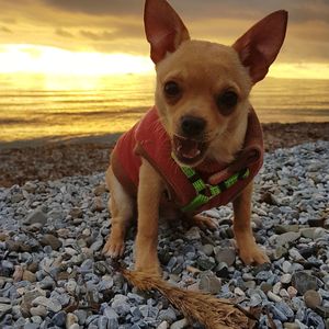 Portrait of dog on beach