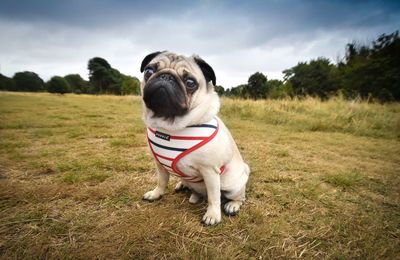 Close-up portrait of pug on grassy field