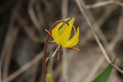 Close-up of yellow flower blooming outdoors