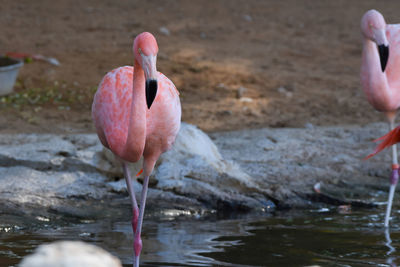 View of birds in water