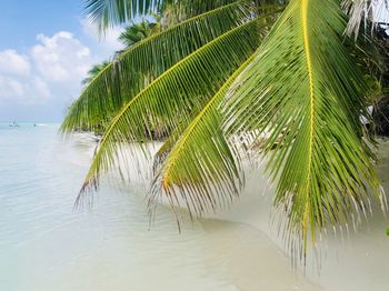 Palm tree by sea against sky