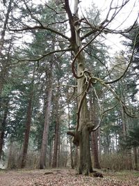 Bare trees in forest
