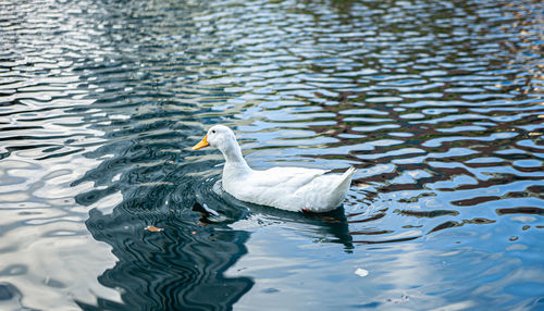 High angle view of swan swimming in lake