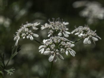 Close-up of white flowering plant on field