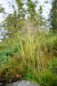 Close-up of grass growing on land