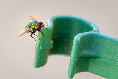 Close-up view of housefly