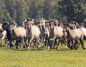 Flock of wild horses running on a field