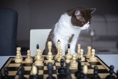 A serious cat is playing with me in a chess at house during the quarantine of the coronavirus 