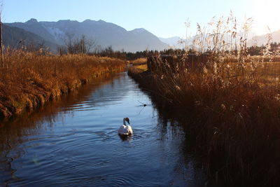 Swan swimming in lake