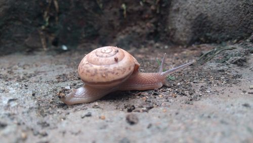 snail