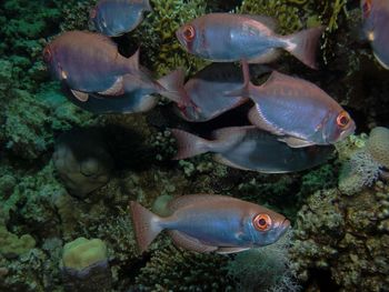 Lunartail bigeyes close to the shelter of a coral reef