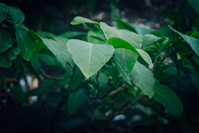 Close-up of green leaves