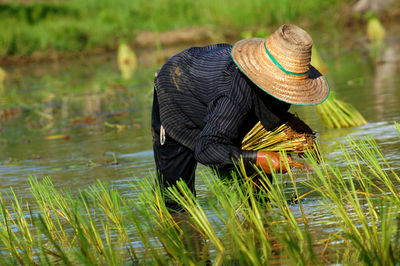 Farmer harvesting rice from field