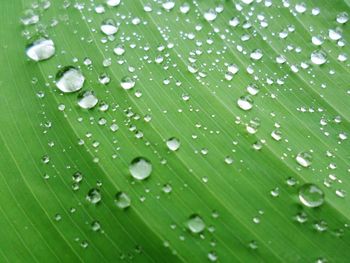 Close-up of water drops on grass