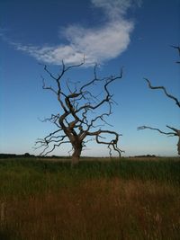 Low angle view of bare tree on grassy field against blue sky