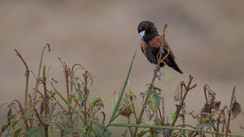 Bird perching on a plant