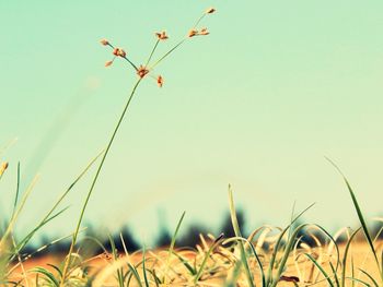 Close-up of grass growing on field against clear sky