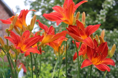 Close-up of red flowers