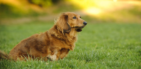 Miniature dachshund looking away while resting on grassy field