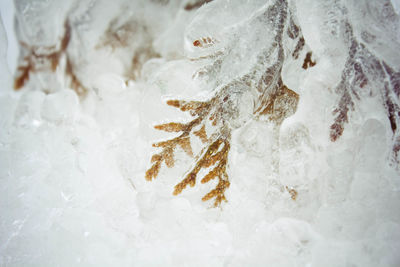 Close-up of ice crystals