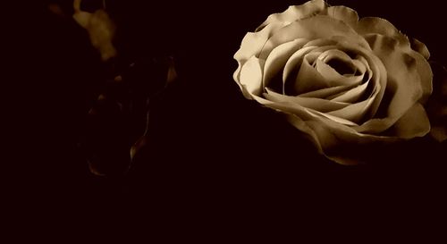 Close-up of flower against black background