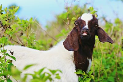 Portrait of cow standing on field against sky