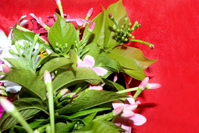 High angle view of red flowering plant