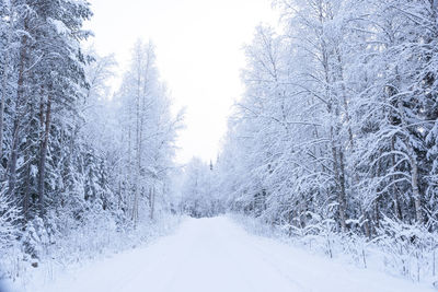 Trees in forest