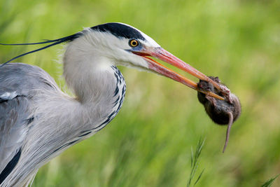 Close up of gray heron eats a mouse