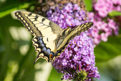 Close-up of butterfly pollinating on purple flower