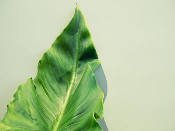 High angle view of leaf on white background