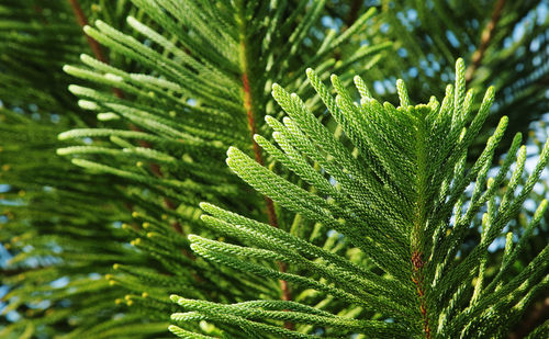 Close-up of palm tree leaves