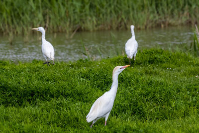 White bird on grass