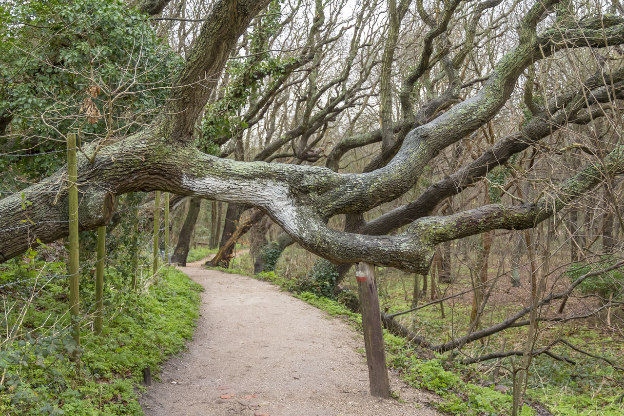 VIEW OF TREES IN FOREST