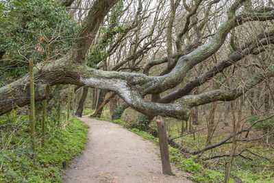 Footpath amidst trees in forest